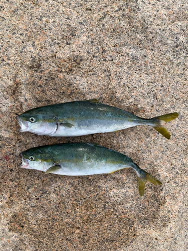 ツバスの釣果