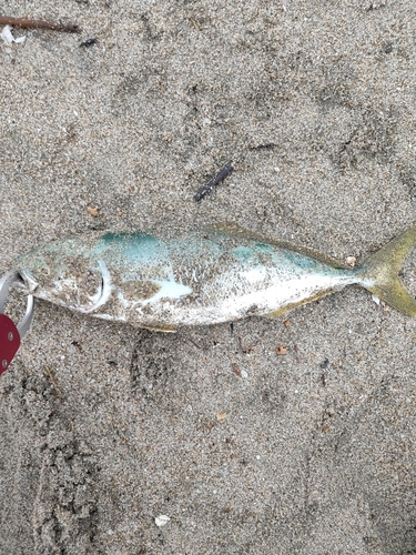 ワカシの釣果