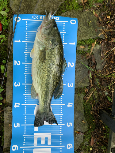 ブラックバスの釣果