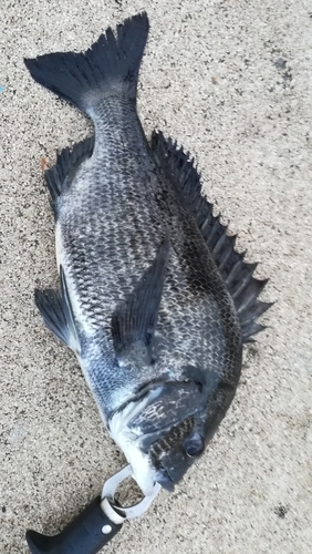 チヌの釣果