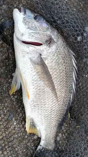 キビレの釣果