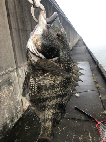 チヌの釣果