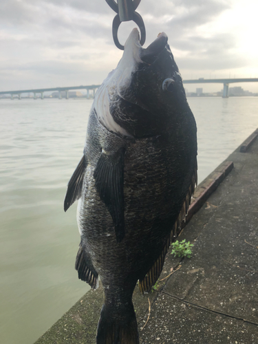 チヌの釣果