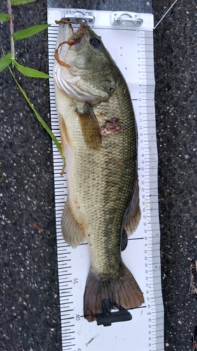 ブラックバスの釣果