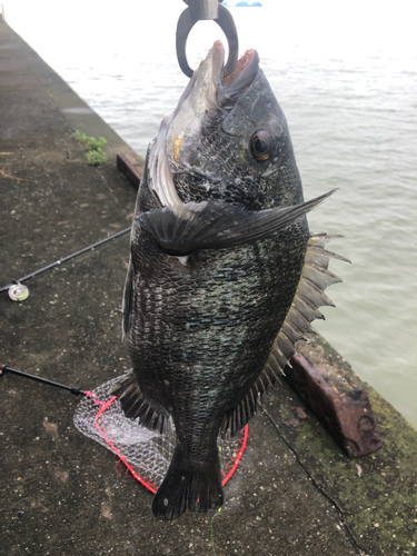 チヌの釣果