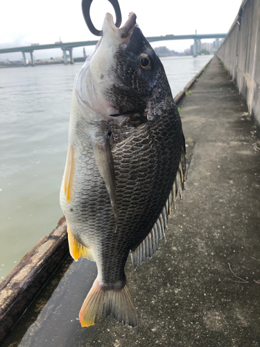 キビレの釣果