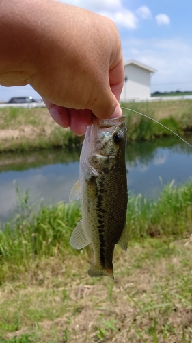 ラージマウスバスの釣果