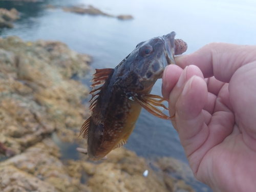 アナハゼの釣果