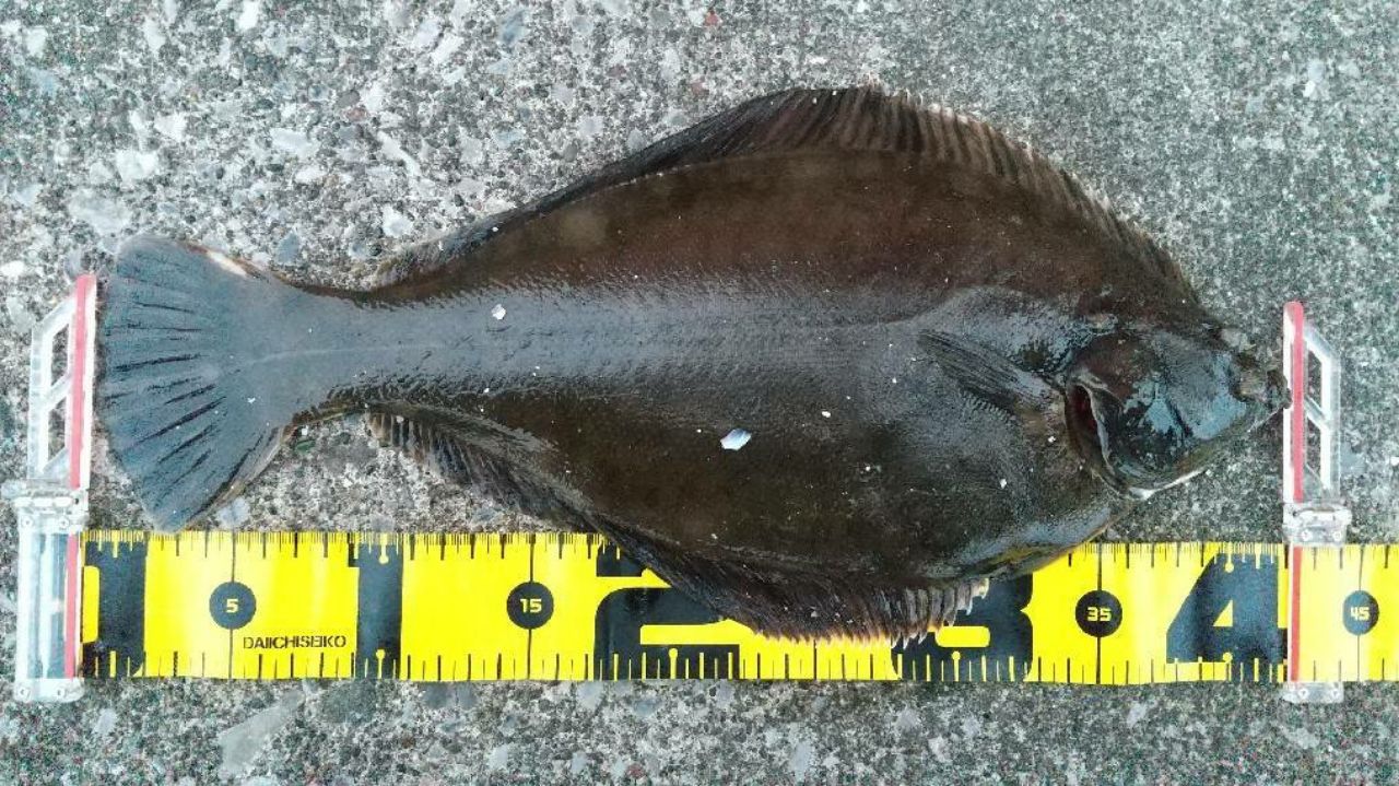 クロガシラガレイ