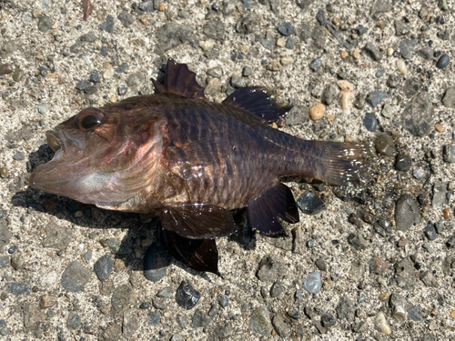 クロイシモチの釣果