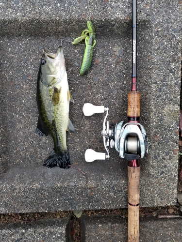 ラージマウスバスの釣果