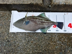 ウマヅラハギの釣果