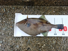 ウマヅラハギの釣果