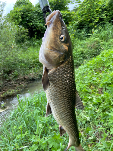 ニゴイの釣果