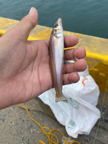 キスの釣果