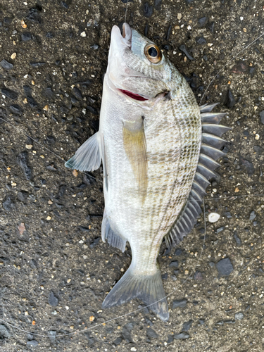 チヌの釣果