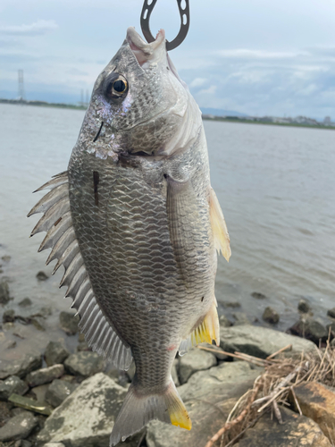 キビレの釣果