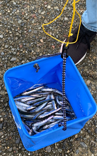 カタクチイワシの釣果