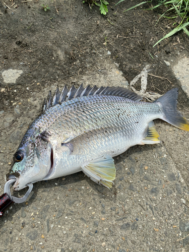 キビレの釣果