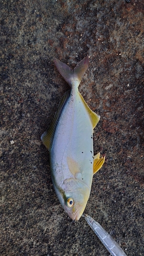 ショゴの釣果