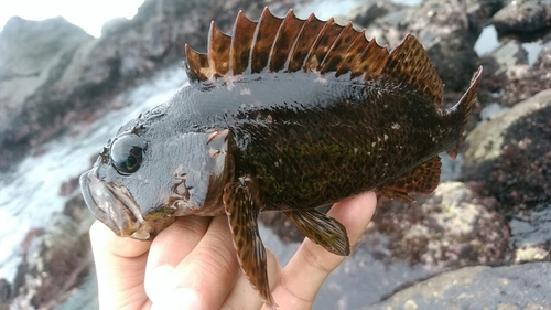 ムラソイの釣果