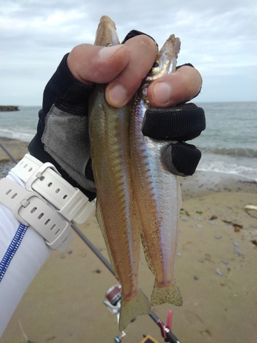 シロギスの釣果