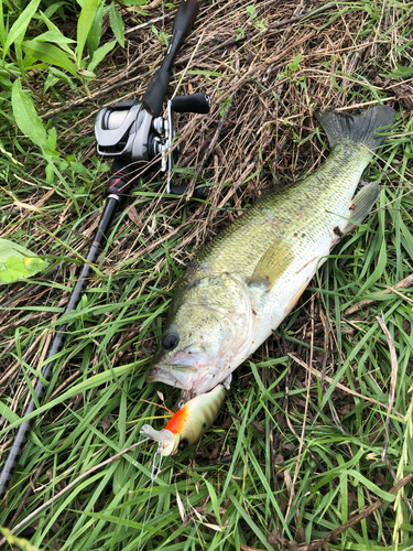 ブラックバスの釣果