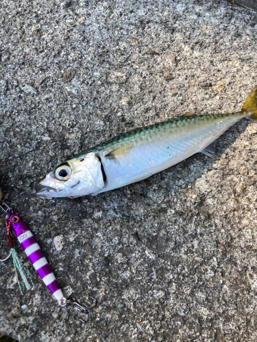 サバの釣果