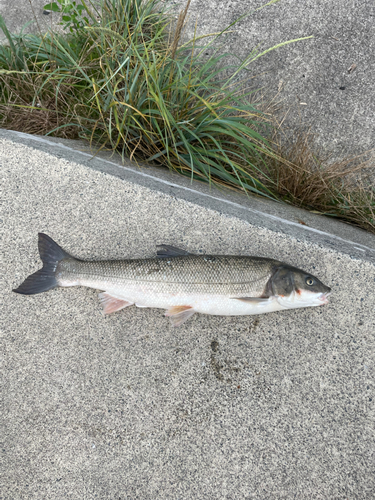 マルタウグイの釣果