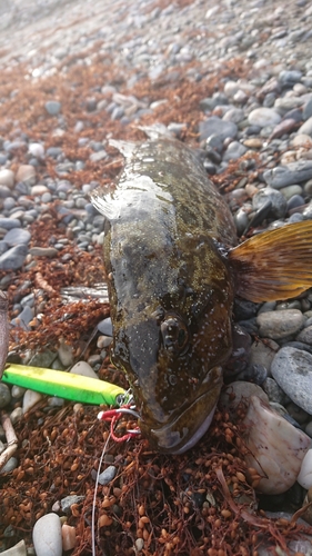 アブラコの釣果