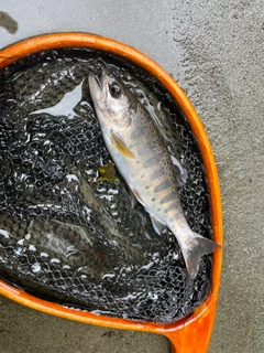 ヤマメの釣果