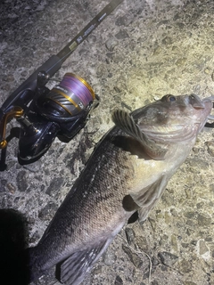 クロソイの釣果