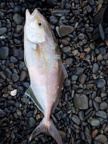 ショゴの釣果