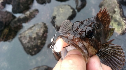 ムラソイの釣果