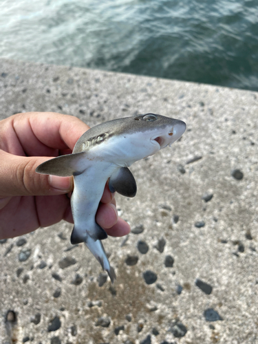 ギンポの釣果