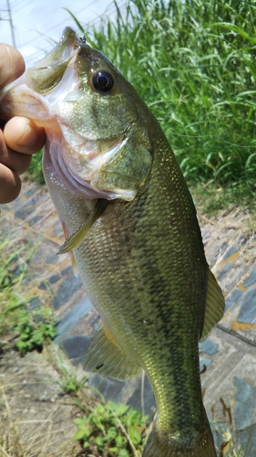 ラージマウスバスの釣果