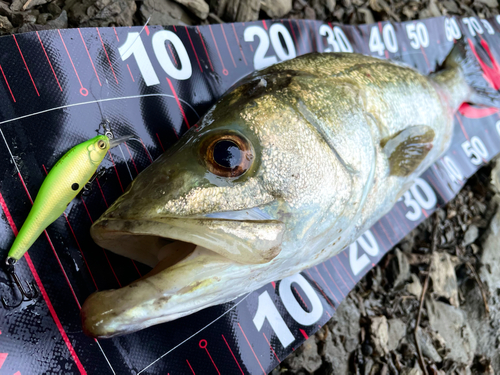 シーバスの釣果