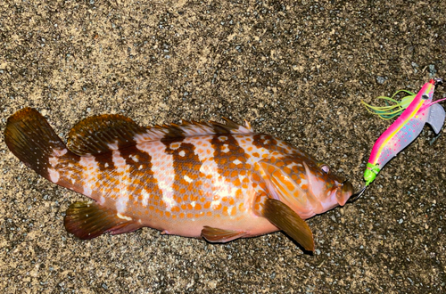 キジハタの釣果