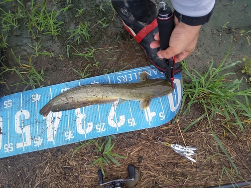 ナマズの釣果