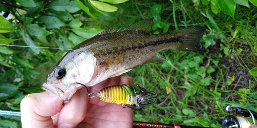 ラージマウスバスの釣果