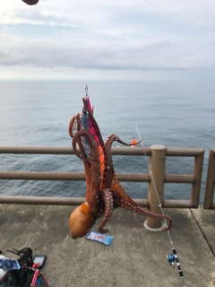 タコの釣果