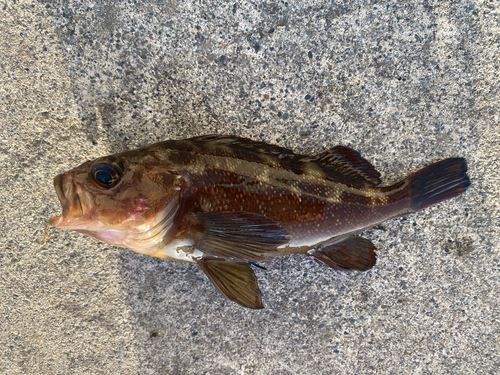 エゾメバルの釣果