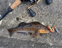 アブラコの釣果