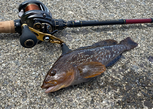 アブラコの釣果