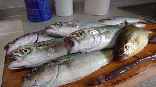 ワカシの釣果