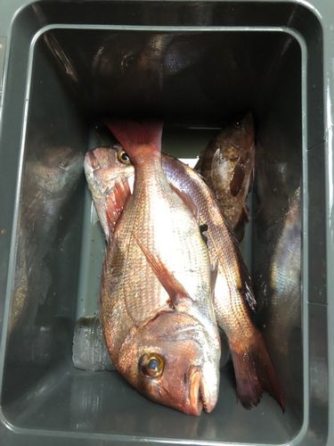 マダイの釣果