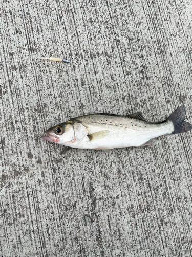 セイゴ（マルスズキ）の釣果