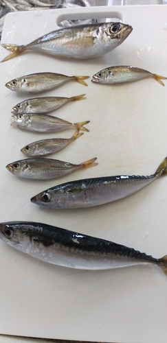 アジの釣果