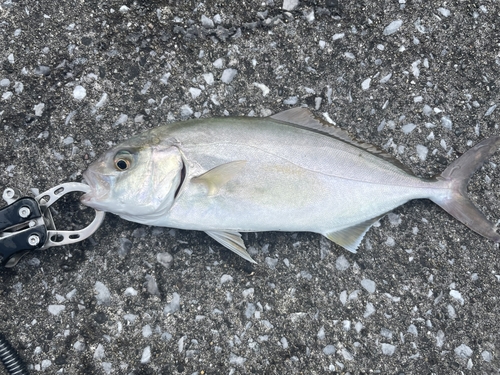 ショゴの釣果