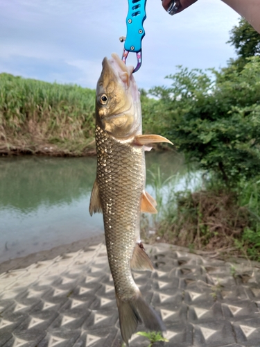 ニゴイの釣果